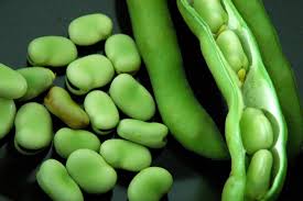 5 sementes de fava portuguesa