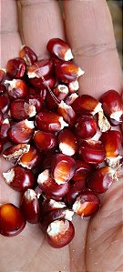 20 sementes de milho vermelho