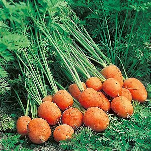 200 Sementes de mini cenoura