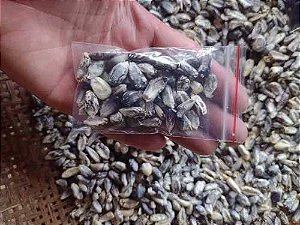 50 sementes de milho peruano rajado