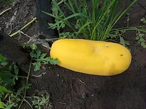 20 sementes melancia,casca amarela e polpa vermelha