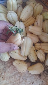 4 mine chuchu branco