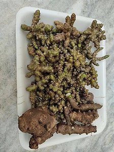 10 bulbos de bertalha coração