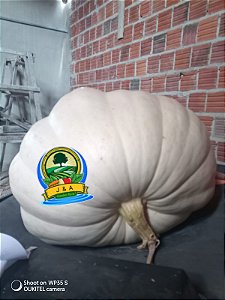 3 sementes de Abòbora Atlantic Gigante,original.