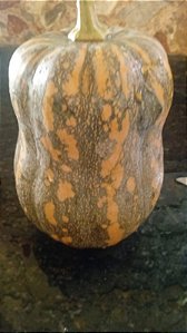 20 sementes de abobora caipira botija