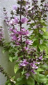 200 sementes de manjericão