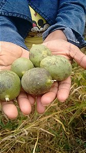 10 sementes de passiflora cicinata,maracuja da caatinga