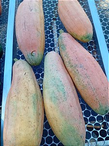 20 sementes de mogango cor laranja comprido