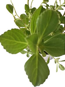 2 mudas de Boldo-do-Chile - (Peumus boldus)