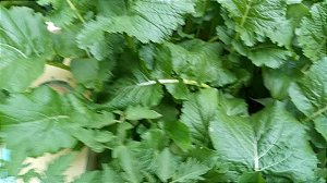 20 sementes de mostarda lisa