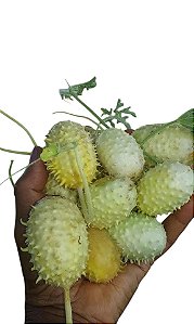 30 sementes de maxixe do norte