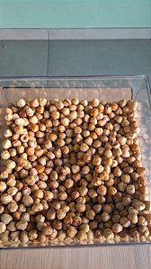 AVELÃ SEM PELE TORRADA - 100g