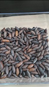 CASTANHA DE BARU - 100g