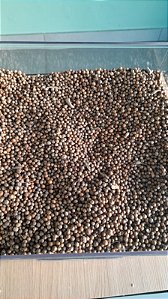COENTRO GRÃOS - 100g