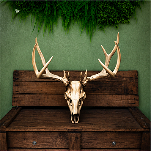 Crânio Decorativo Cervo
