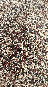 QUINOA TRICOLOR