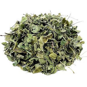 MORINGA OLEIFERA EM FOLHAS
