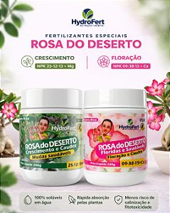 Kit Rosa do Deserto Leudo Junior