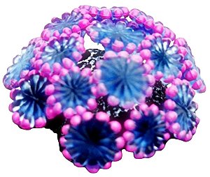 ENFEITE DE SILICONE SOMA CORAL ALVEOPORA AZUL 02