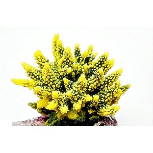 ENFEITE SILICONE SOMA CORAL ACROPORA HYDNOPHORA VERDE E AMAR