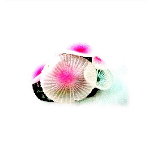 ENFEITE DE SILICONE SOMA CORAL MUSHROOM GIANT BRANCO