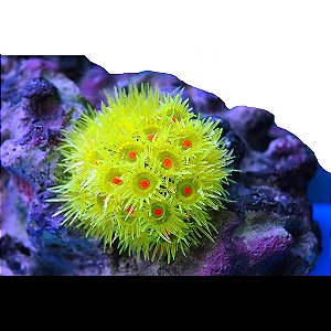 ENFEITE DE SILICONE SOMA CORAL GONIOPORA AMARELA