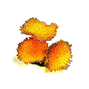 ENFEITE DE SILICONE SOMA CORAL MUSHROOM SPOTTED LARANJA 04