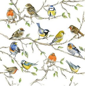 GUARDANAPO DE PAPEL BIRDS MEETING