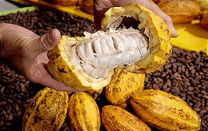 Polpa de Cacau puro  - 1kg