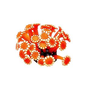 ENFEITE DE SILICONE SOMA CORAL ALVEOPORA VERMELHA 04