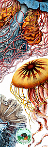 Marcador de página - Cnidaria (Ernst Haeckel)