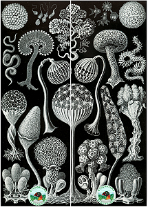 Marcadores de páginas (kit c/2) - Fungos (Ernst Haeckel)