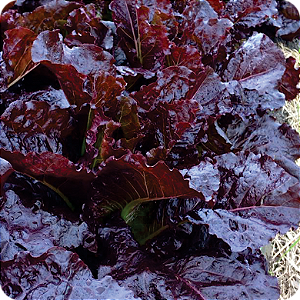 Kit Cápsulas 1 – Alface Crespa Roxa
