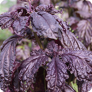 Kit Cápsulas 6 – Manjericão Toscano Roxo