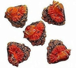 AQUARIA ENFEITE RESINA ERMITAO COM 5 UNID.A-08