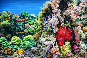 SKRw PAINEL IMAGEM DECOR 30 ALT 1CM COD-9055/9056