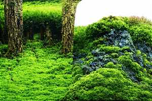 SKRw PAINEL IMAGEM DECOR 40CM 15MT COD-9086/9087