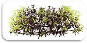 SKRw PLANTA ARTIFICIAL T 524 PLACA 24X12X5CM MR/VD