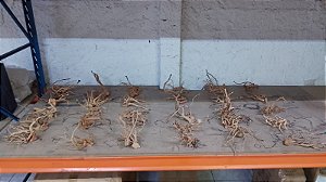 SKRw RAIZ NATURAL Nº2 FINA DE 16 A 22CM - VD. UND