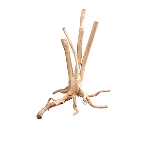 SKRw RAIZ ORNAM. 3Y GG DE 50-200 CM KL