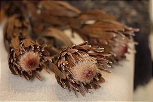 Flor Protea