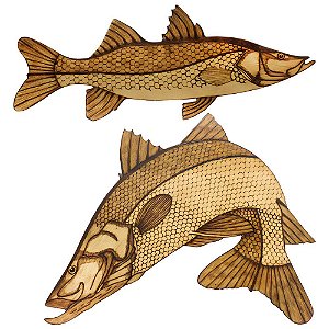 Peixe Decorativo Robalo - Dfish