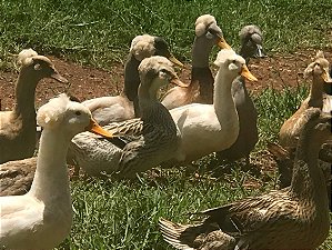 Marreco Pom Pom (Kit com 6 ovos)