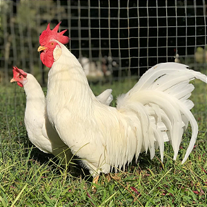 Leghorn Americana (Kit com 6 ovos)