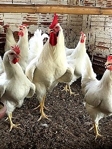 Rhodes Island White (Kit com 6 ovos)