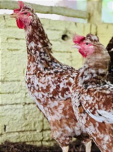 GSB – Galinha Sertaneja Balão (Kit com 6 ovos)