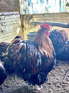 Orpington Douradas (Kit com 6 ovos)