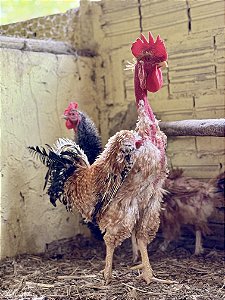 Label Rouge Frisado (Kit com 6 ovos)