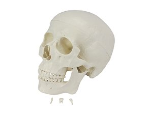 Crânio Humano c/ Mandíbula Móvel e Dentes Extraíveis em 6 Partes
