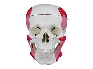 Crânio Humano c/ Mandíbula Móvel e Músculos da Mastigação